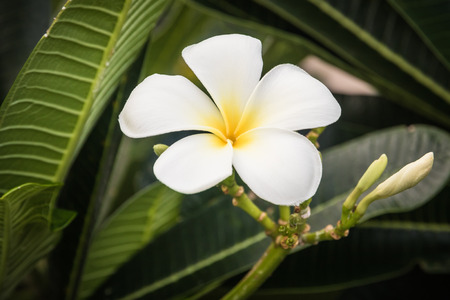 A bouquet of plumeria  frangipani  flowers on trees that specific flowers.の写真素材