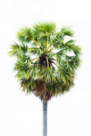 Sugar palms borassus flabellifer Asian Palmyra palm, Toddy palm, Sugar palm, or Cambodian palm, on the rice field tropical tree in Phetchaburi, Thailandの写真素材