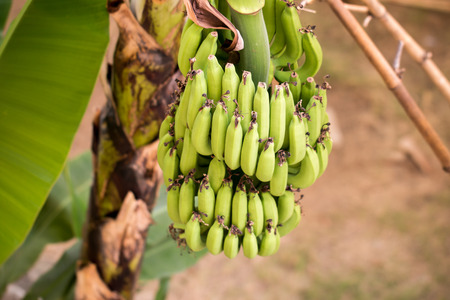 Bnana and Unripe Cultivar Bananas on The Banana Tree in The Gardenの写真素材