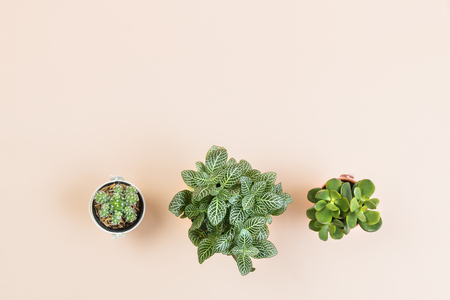 Flat lay empty copy space for design work with small cactus on yellow pastel color background.の写真素材