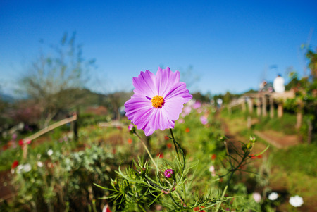 Pink flowers are blooming in nature with bright sky.の写真素材