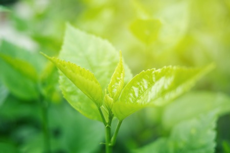 Green leaf soft focus with closeup in nature view on blurred greenery background in the garden with...