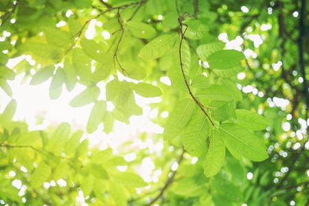 Green leaf soft focus with closeup in nature view on blurred greenery background in the garden with...