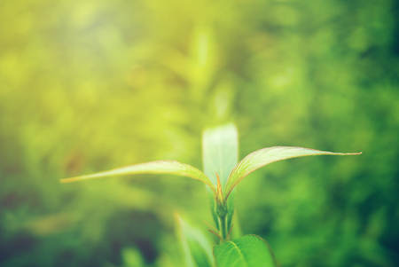 Green leaf soft focus with closeup in nature view on blurred greenery background in the garden with copy space use for design wallpaper concept.の写真素材