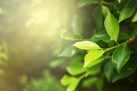 Green leaf soft focus with closeup in nature view on blurred greenery background in the garden with copy space use for design wallpaper concept.の写真素材