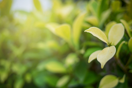 Green leaf with copy space use for design concept takes with soft focus and closeup in nature view on blurred greenery background in the garden.の写真素材