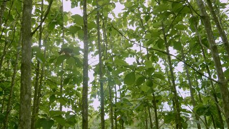 Teak forests in the environment the leaf on tree low angle view and agricultural in plantation with green leaf at the countryside with motion blur.の写真素材