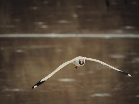 Bird in flight over calm water wildlife photography natural habitat aerial perspective serenity in natureの写真素材