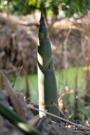 Harvesting bamboo shoot rural area nature photography natural environment close-up growth process