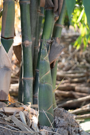 Bamboo shoot growth garden nature photography outdoor close-up nature's cycle