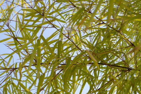 Bamboo leaves dancing in the breeze outdoor nature photography bright sky close-up serenity
