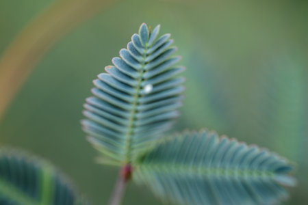 Close-up of green leaf nature macro photography outdoor natural setting botanical concept