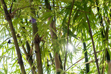 Sunlight filtering through bamboo leaves nature photography bright environment close-up view tranquil conceptの写真素材