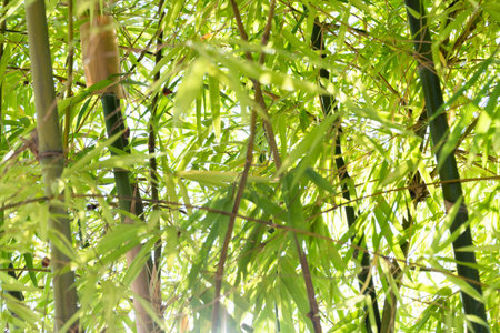Bamboo growth action forest location nature content lush environment close-up viewpoint tranquil concept for seo impactの写真素材