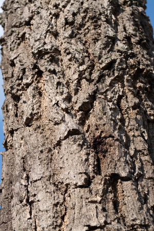 Tree bark texture forest nature photography outdoor environment close-up view natural beautyの写真素材