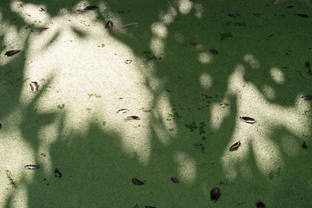 Natural patterns tranquil water surface close-up photography outdoor bird's eye view reflection of natureの写真素材