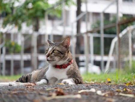 Playful cat lounging in urban park outdoor photography relaxed environment low angle view animal behaviorの写真素材