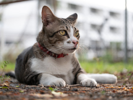 Cat relaxing in urban garden nature photography outdoor setting peaceful moment feline serenity for pet loversの写真素材