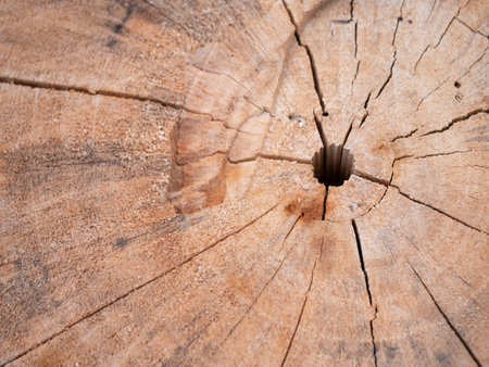 Exploring the beauty of wood grain patterns natural environment close-up photography rustic setting artistic perspective nature's designの写真素材