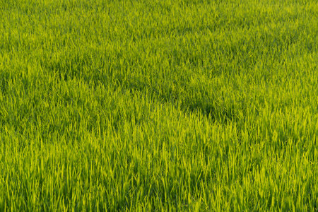 Growing rice fields rural area landscape photography lush environment aerial view agriculture developmentの写真素材