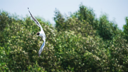 Soaring seagull in flight among lush greenery nature photography outdoor close-up view wildlife...