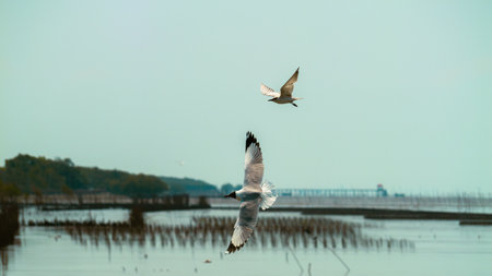 Birds soaring over coastal wetlands nature photography tranquil scene aerial view wildlife...