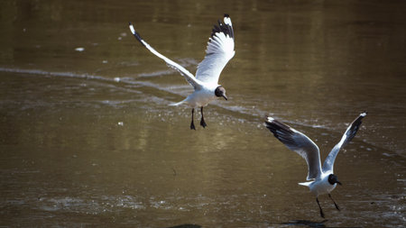 Seagulls in flight coastal wetlands wildlife photography natural habitat aerial perspective avian...