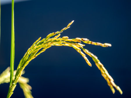 Explore the beauty of rice grains during harvest season in a rural setting.の写真素材