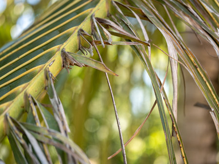 A detailed look at the intricate textures of tropical plant leaves in a vibrant rainforest environment.の写真素材