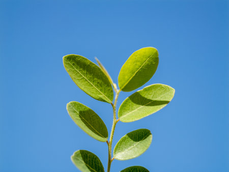 A vibrant close-up showcasing lush green leaves thriving against a bright blue sky.の写真素材