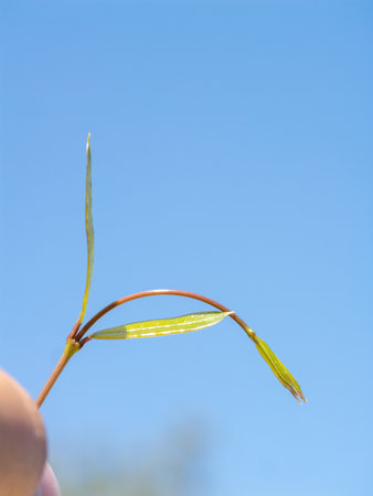 A close-up view showcases the intricate details of a delicate leaf bending under a clear sky.