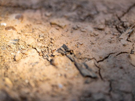 This image captures the details of dry soil highlighting agricultural challenges in a sunny setting.の写真素材