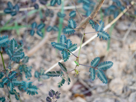 Discover the stunning details of Mimosa plant leaves in a vibrant tropical garden setting.
