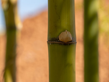 Discover the intricate details of bamboo growth in a vibrant outdoor setting.の写真素材