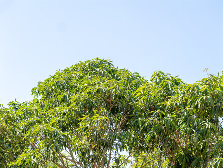 A vibrant scene showcasing lush green trees against a clear blue sky highlighting nature's beauty.の写真素材