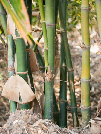 Explore the vibrant growth of bamboo in its natural habitat showcasing nature's resilience in a lush environment.の写真素材