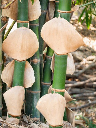 Explore the unique growth of bamboo in a tropical forest showcasing its natural beauty and organic development.の写真素材