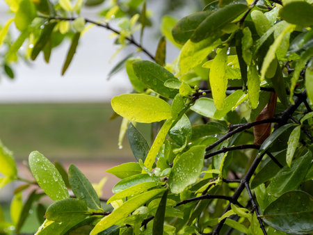 A close-up view of vibrant green leaves glistening after rainfall showcasing nature's beauty.の写真素材