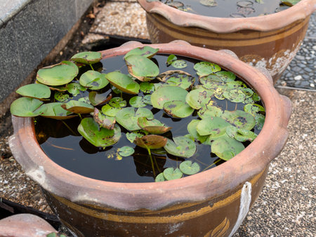 A tranquil scene of water lilies thriving in clay pots capturing the essence of nature and serenity in a botanical garden.の写真素材