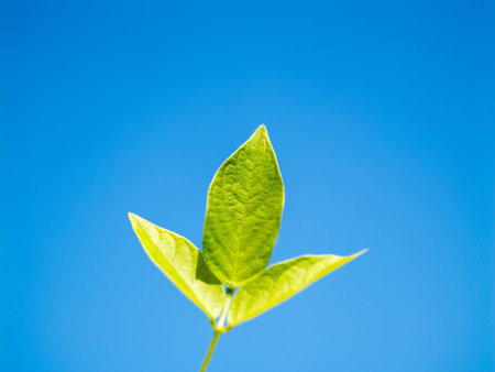 A close-up view of fresh green leaves thriving in a clear blue sky symbolizing new growth and vitality.の写真素材