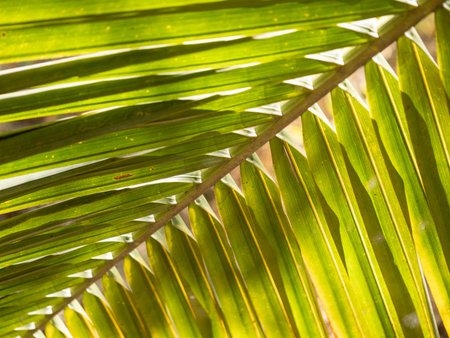Explore the vibrant texture and color of palm leaves in a sunny tropical setting showcasing nature's...