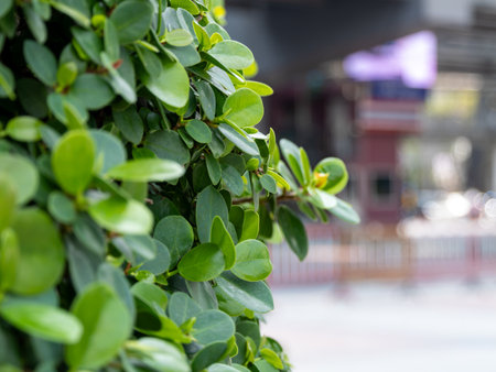 A close-up of lush green leaves in an urban setting symbolizing nature's resilience amidst city life.の写真素材