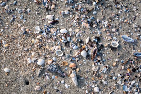 Discover stunning shells a serene beach showcasing nature's artistry and coastal beauty.