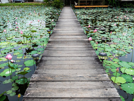 A peaceful wooden path invites exploration amidst blooming lotus flowers a tranquil pond.の写真素材