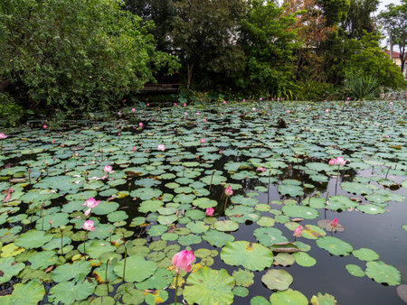 A peaceful pond adorned with blooming lotus flowers surrounded by lush greenery.の写真素材