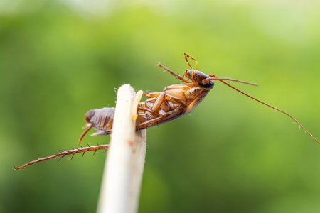 A detailed close-up of a cockroach showcasing its features a natural environment.の写真素材