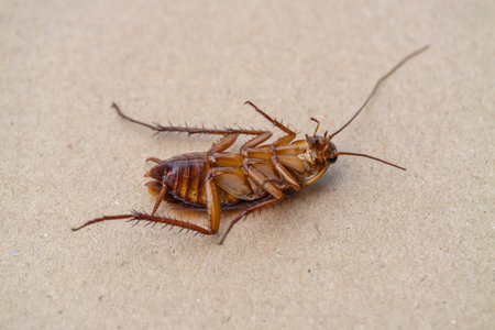 A detailed view of a cockroach highlights urban pest challenges.