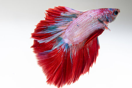 A vibrant betta fish showcases its beautiful fins while swimming a clear aquarium.の写真素材