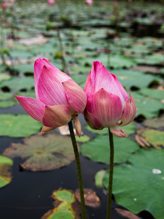 A serene moment showcasing blooming lotus flowers a tranquil pond filled with greenery.の写真素材