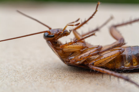 Explore the intricate details of a cockroach captured a macro shot showcasing its features.
